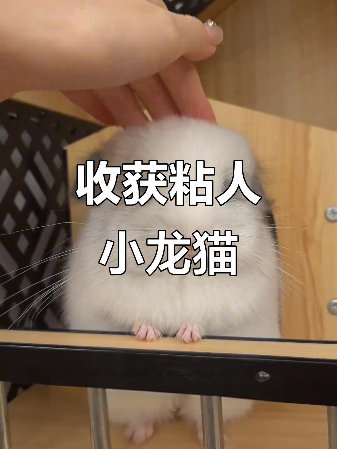 龍貓多久適應新主人？【如何讓龍貓從緊張到粘人三步搞定龍貓認主時間表】