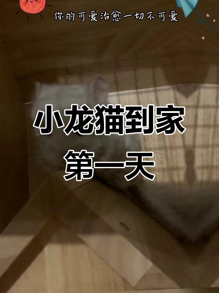 龍貓多久適應新主人？【如何讓龍貓從緊張到粘人三步搞定龍貓認主時間表】
