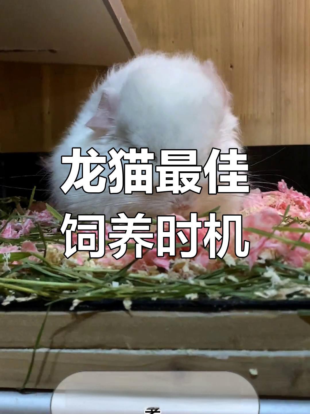 龍貓多久適應新主人？【如何讓龍貓從緊張到粘人三步搞定龍貓認主時間表】