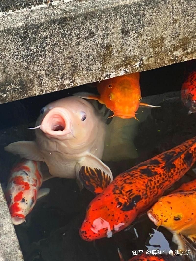 錦鯉浮頭但是不缺氧【錦鯉浮頭并非缺氧的情況較為復雜，錦鯉浮頭并非削弱血液】