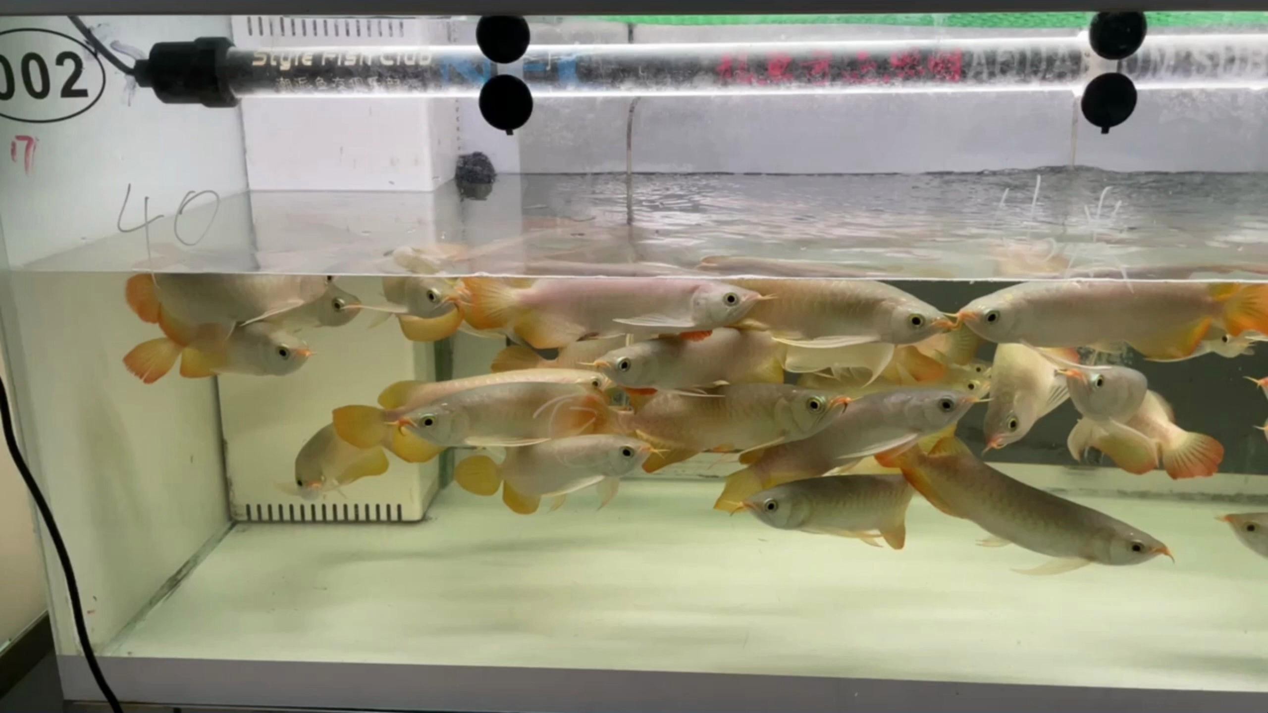 如何預防龍魚脫肛？【新景致水族館李河敏第108話龍魚脫肛嗶哩嗶哩】