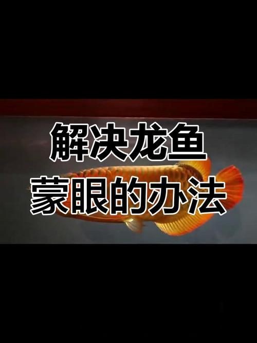 龍魚蒙眼最好治療方法圖解【龍魚蒙眼是什么原因怎么治療】