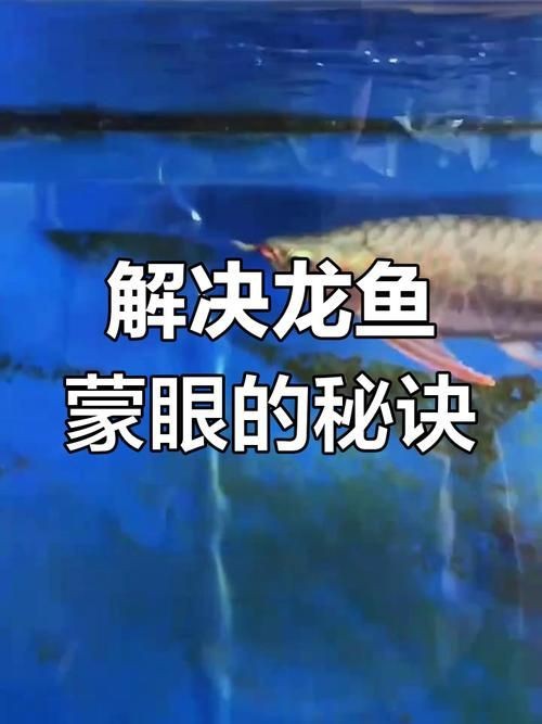 龍魚蒙眼最好治療方法圖解【龍魚蒙眼是什么原因怎么治療】