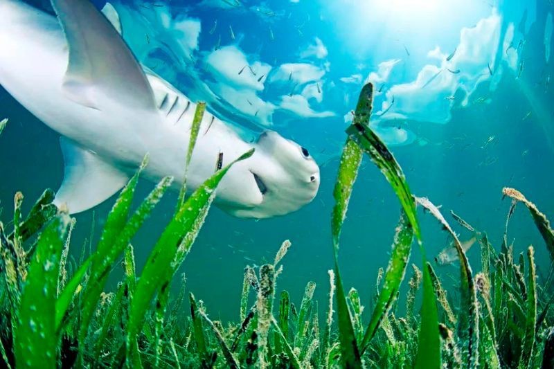 鯊魚一共有幾種圖片【關于鯊魚一共有幾種問題，目前科學界尚無確切定論】