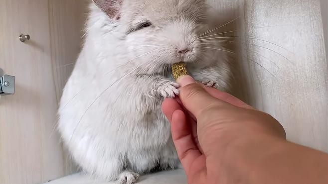 龍貓臭不臭好養(yǎng)嗎【龍貓的好養(yǎng)程度如何】
