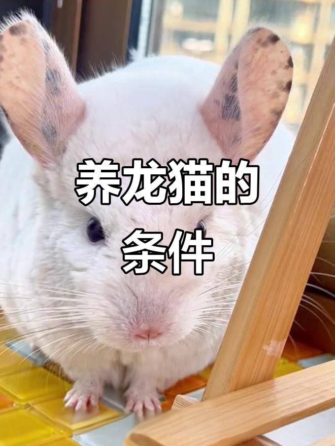 龍貓臭不臭好養(yǎng)嗎【龍貓的好養(yǎng)程度如何】