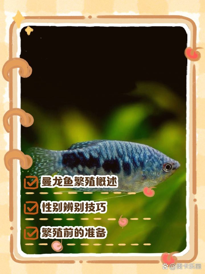 曼龍魚繁殖周期是多久？【養(yǎng)魚大全曼龍魚多久繁殖一次】