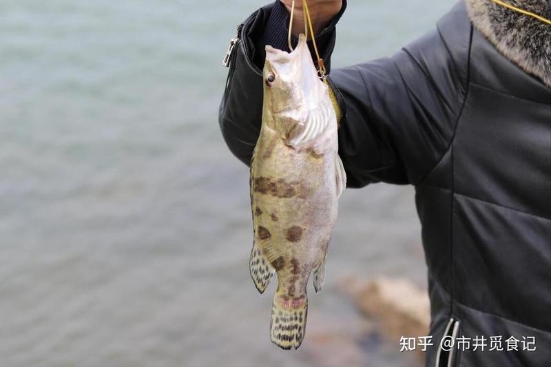 淡水魚十大名魚【中國十大淡水魚】