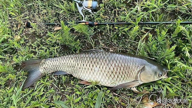 淡水魚十大名魚【中國十大淡水魚】