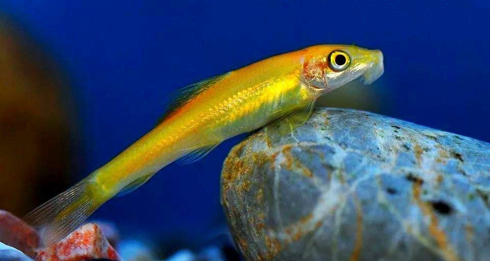 金苔鼠多大開始吸魚【金苔鼠的吸魚行為】