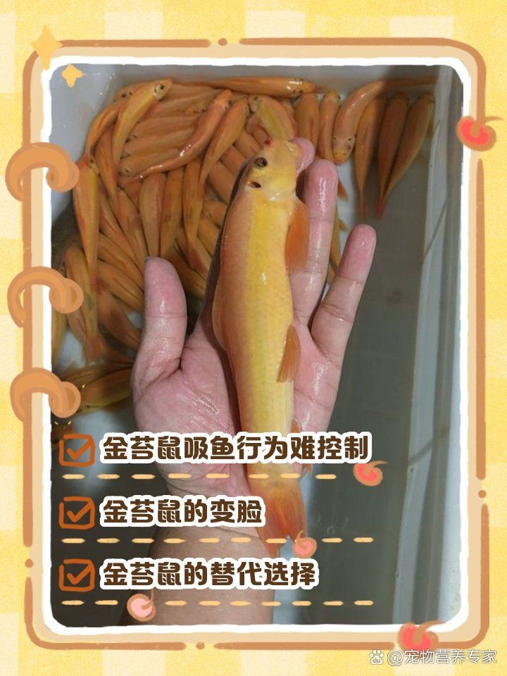 金苔鼠多大開始吸魚【金苔鼠的吸魚行為】