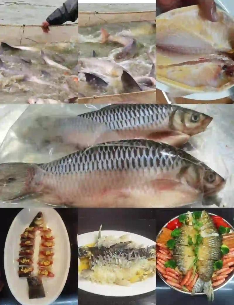 閩南皇帝魚是什么魚【福建沿海地區所稱的“皇帝魚”，長相奇特卻被稱為“皇帝魚”】