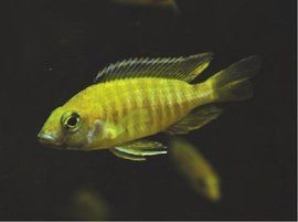 閩南皇帝魚是什么魚【福建沿海地區所稱的“皇帝魚”，長相奇特卻被稱為“皇帝魚”】