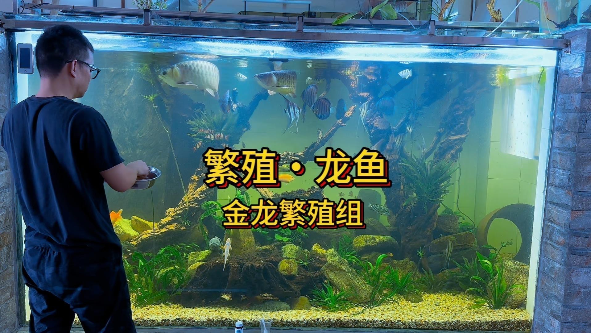 推薦一些金龍魚繁殖的視頻【關(guān)于金龍魚繁殖的視頻推薦】