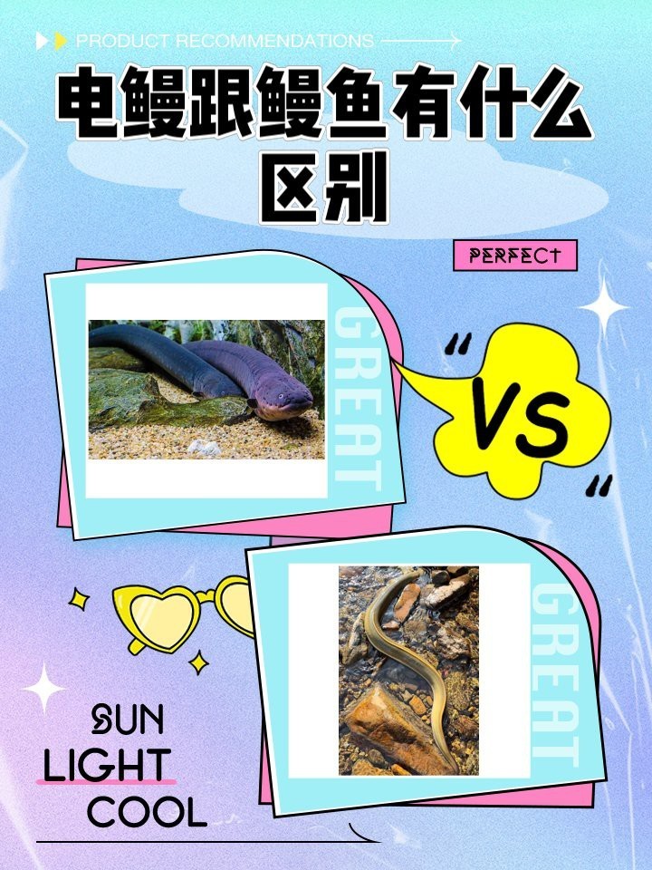 電鰻為什么不屬于鰻魚【電鰻為什么不屬于鰻魚？】