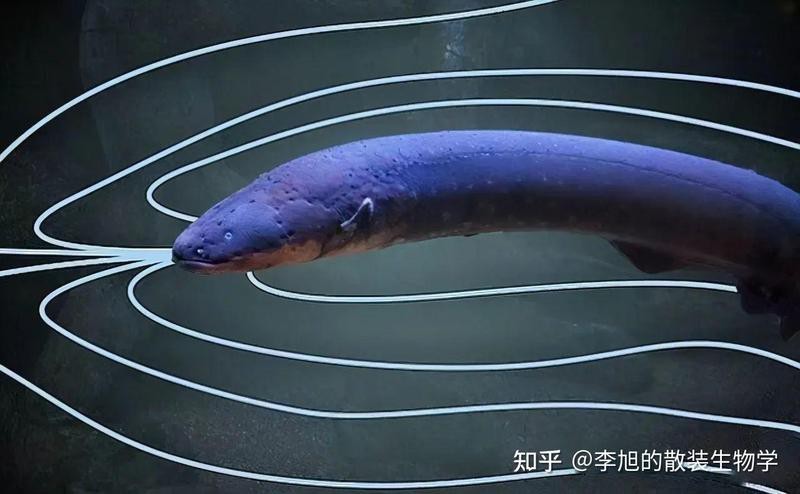 電鰻為什么不屬于鰻魚【電鰻為什么不屬于鰻魚？】
