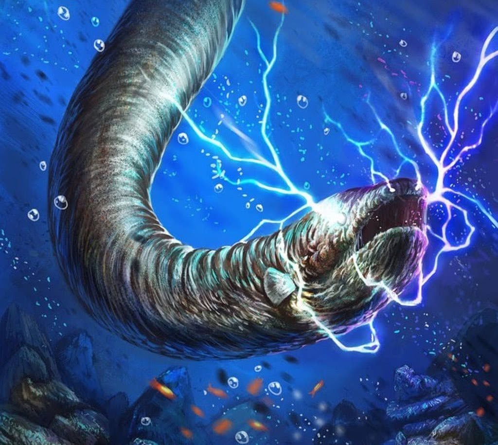 電鰻為什么不屬于鰻魚【電鰻為什么不屬于鰻魚？】