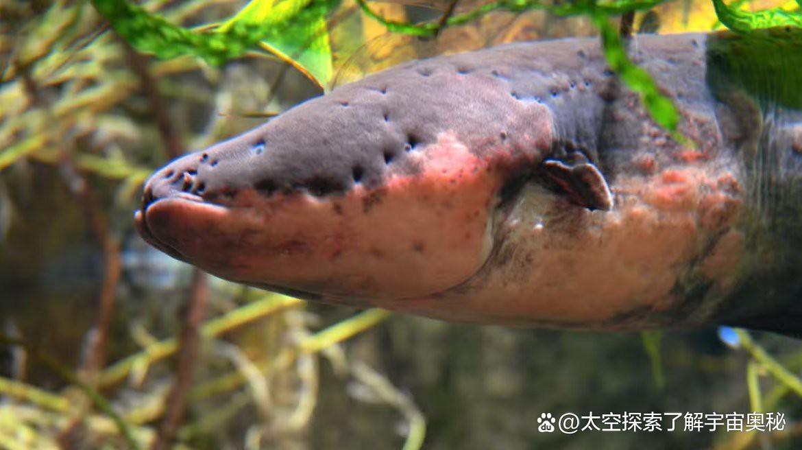 電鰻為什么不屬于鰻魚【電鰻為什么不屬于鰻魚？】