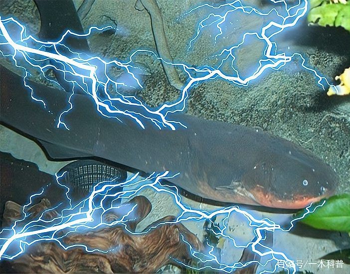 電鰻為什么不屬于鰻魚【電鰻為什么不屬于鰻魚？】