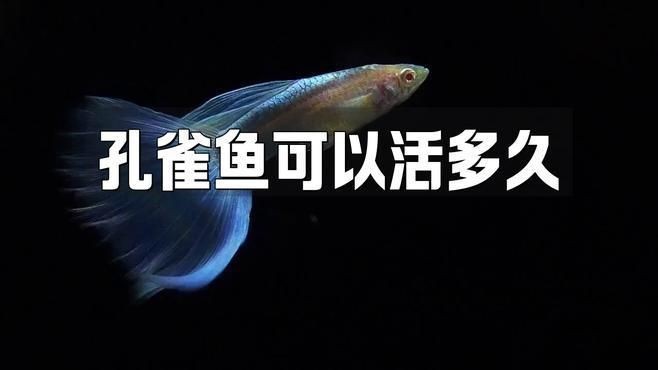 孔雀魚能活多久【孔雀魚的壽命一般在2-5年左右】