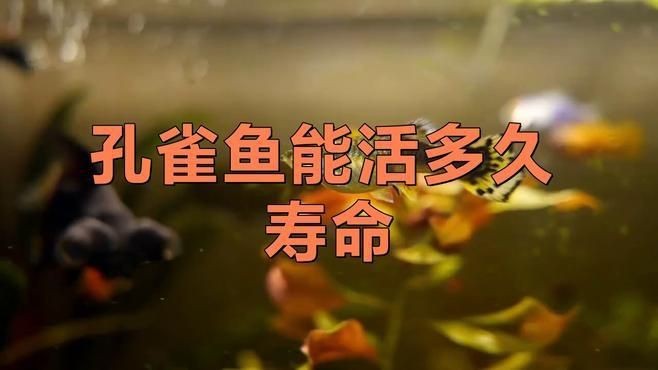 孔雀魚能活多久【孔雀魚的壽命一般在2-5年左右】