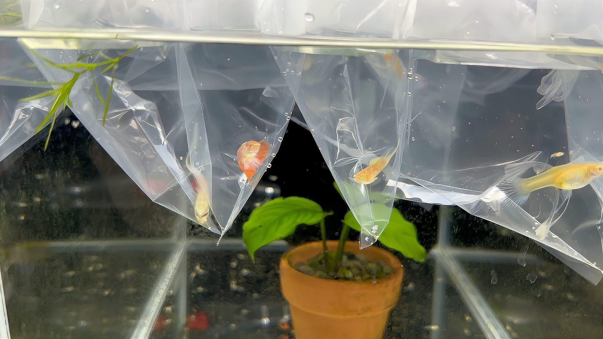 孔雀魚能活多久【孔雀魚的壽命一般在2-5年左右】