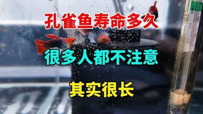 孔雀魚能活多久【孔雀魚的壽命一般在2-5年左右】