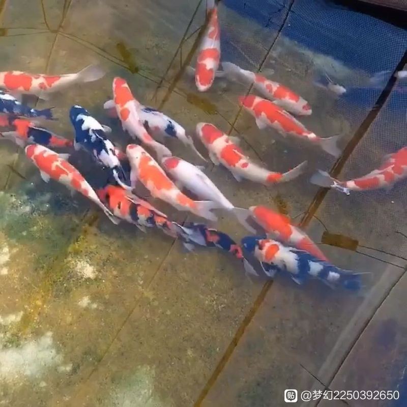 錦鯉吧百度貼吧【《錦鯉吧百度貼吧：獨特的網絡交流空間》】
