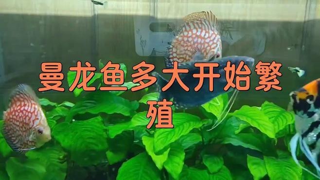 藍曼龍魚繁殖周期是多久？【養魚大全，藍曼龍魚到繁殖期一般多長齊家】