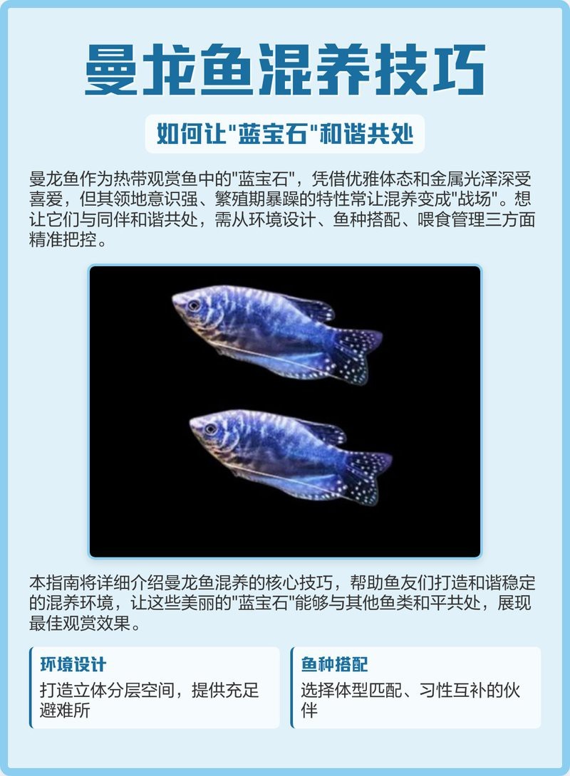 曼龍魚攻擊時怎么辦【當曼龍魚出現攻擊行為時，首先不要驚慌，可以嘗試以下方法應對】