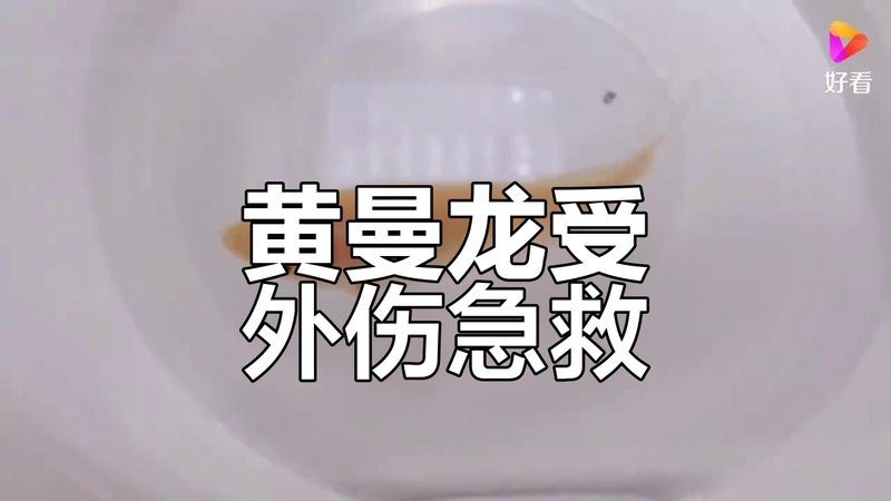 曼龍魚攻擊時怎么辦【當曼龍魚出現攻擊行為時，首先不要驚慌，可以嘗試以下方法應對】
