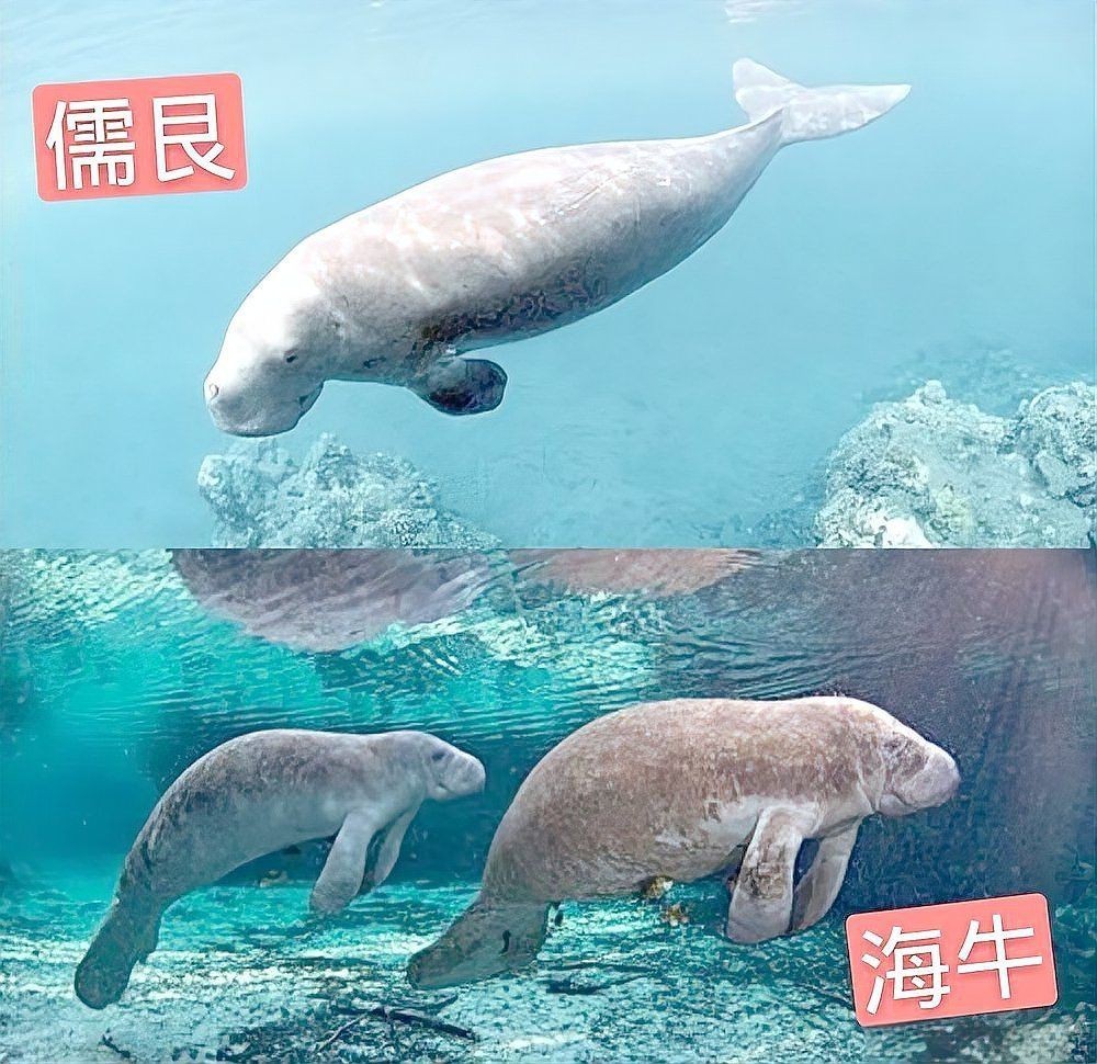 虎鯨能殺死北極熊嗎【虎鯨獵殺北極熊案例分析虎鯨獵殺北極熊的成功率有多高】