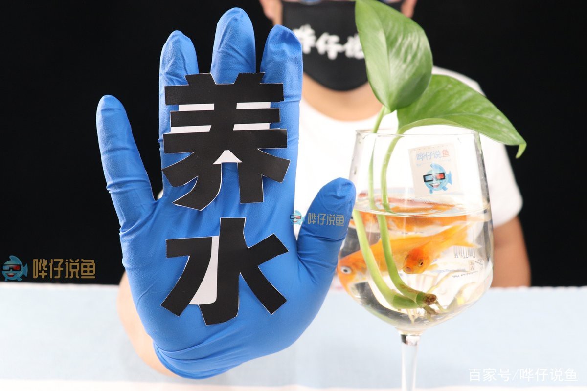 如何保持金龍魚飼養(yǎng)水的溫度穩(wěn)定？【office百技通龍魚飼養(yǎng)水質(zhì)管理全攻略】 如何保持金龍魚飼養(yǎng)水的溫度穩(wěn)定？【office百技通龍魚飼養(yǎng)水質(zhì)管理全攻略】 龍魚百科 第7張
