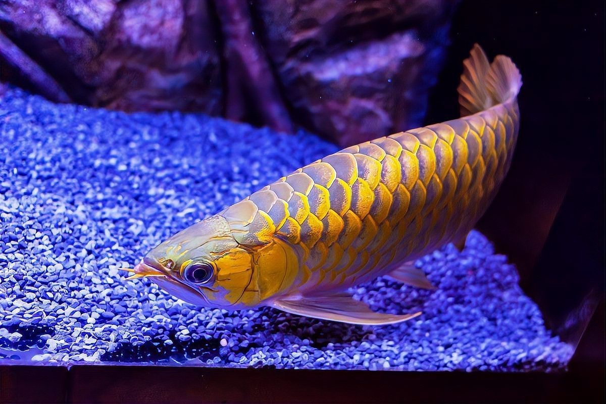 龍魚過背和高背的區別【過背金龍和高背金龍的區別】