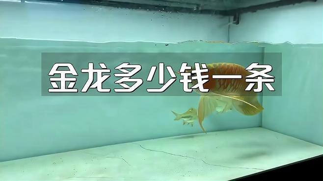 金龍魚觀賞魚的價格是多少？【金龍魚為什么賣這么貴】