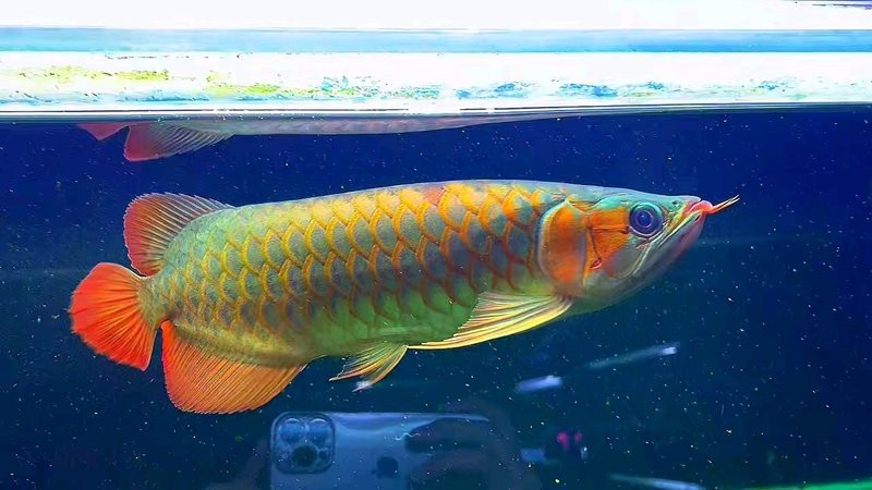 有沒有高清的龍魚浮頭張嘴圖片？【龍魚浮頭張嘴\