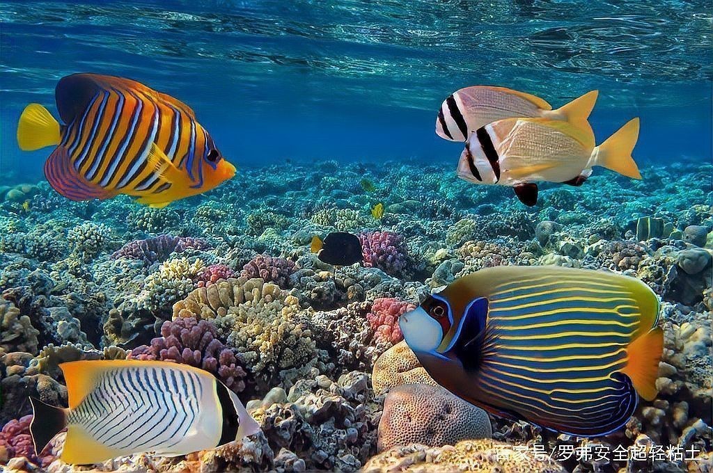 馬來西亞羅漢魚幾歲才認主人【羅漢魚會認主人嗎】
