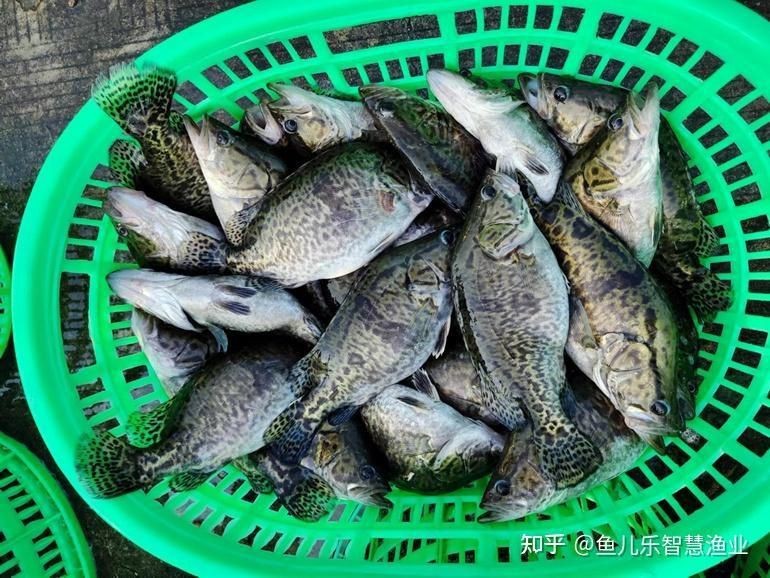 虎斑鴨嘴鯊多少元【虎斑鴨嘴鯊價(jià)格變化分析虎斑鴨嘴鯊的價(jià)格因素而異】