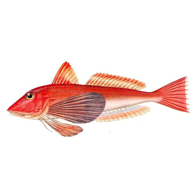 紅頭魚又叫什么【海鮮市場上頗受歡迎的紅頭魚和綠鰭魚有哪些營養價值】