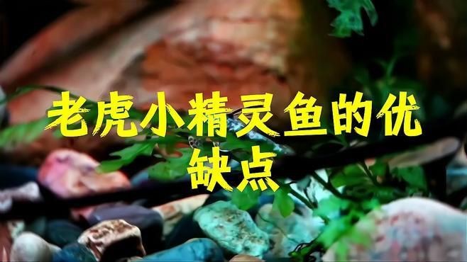 老虎小精靈魚【《老虎小精靈魚》】