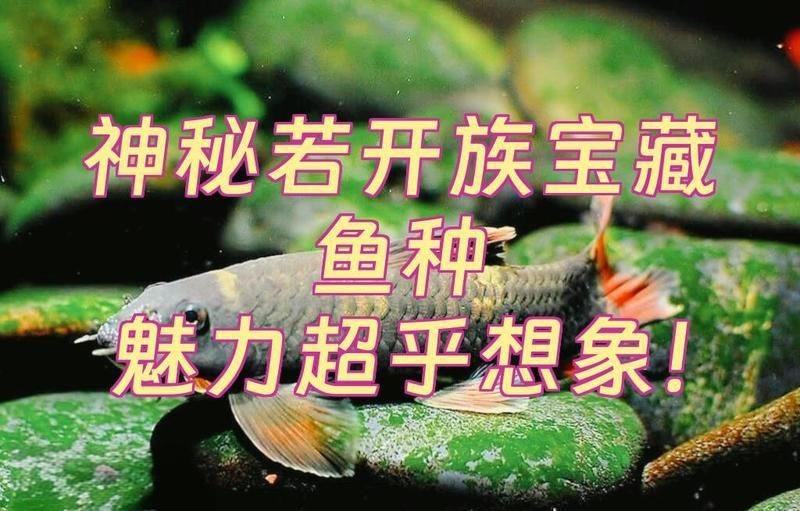 老虎小精靈魚【《老虎小精靈魚》】