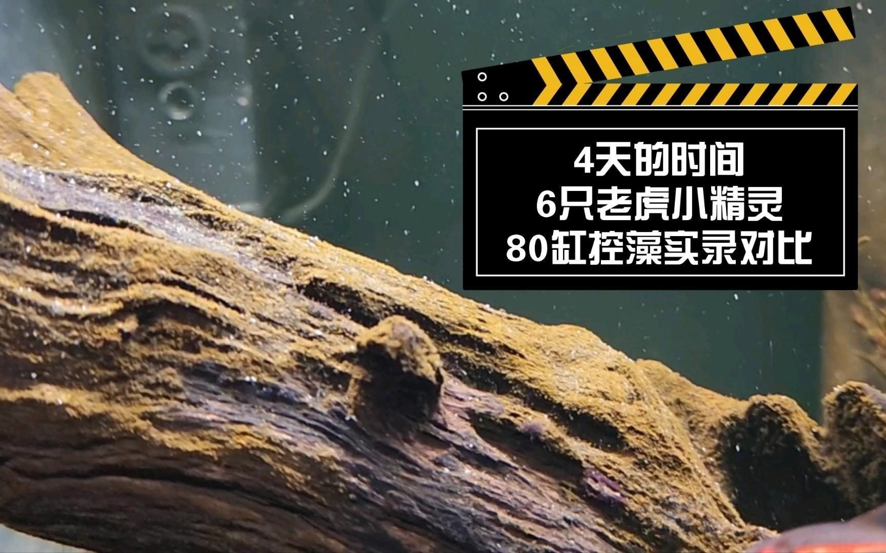 老虎小精靈魚【《老虎小精靈魚》】