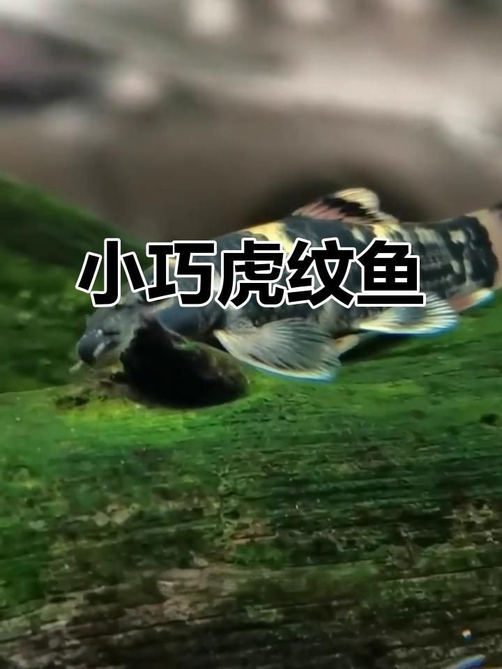 老虎小精靈魚【《老虎小精靈魚》】