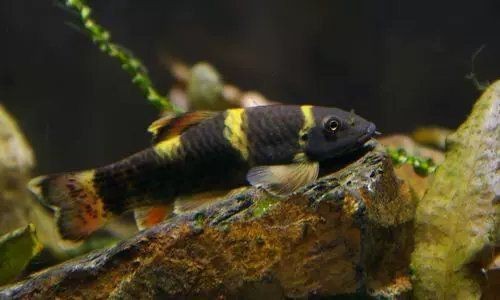 老虎小精靈魚【《老虎小精靈魚》】