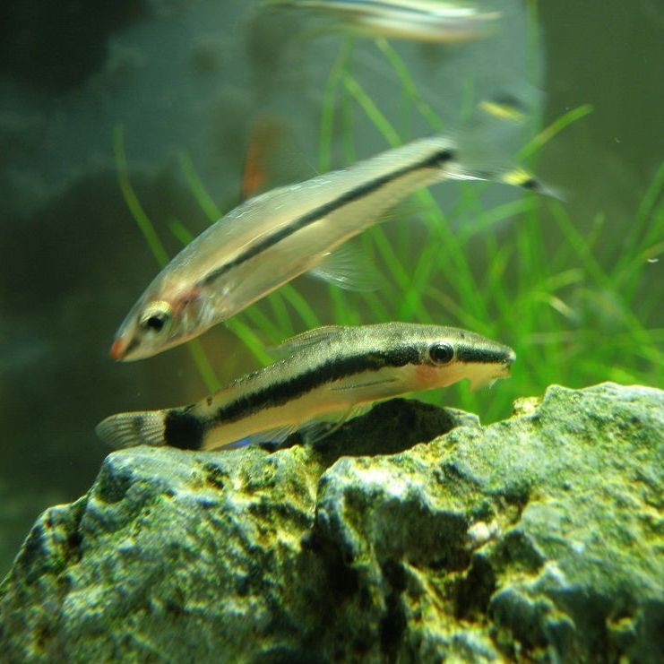 老虎小精靈魚【《老虎小精靈魚》】