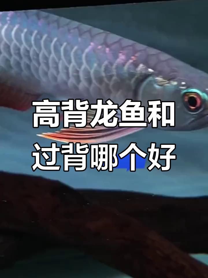 金龍魚過背好還是高背好【過背金龍魚和過背金龍魚的區別】