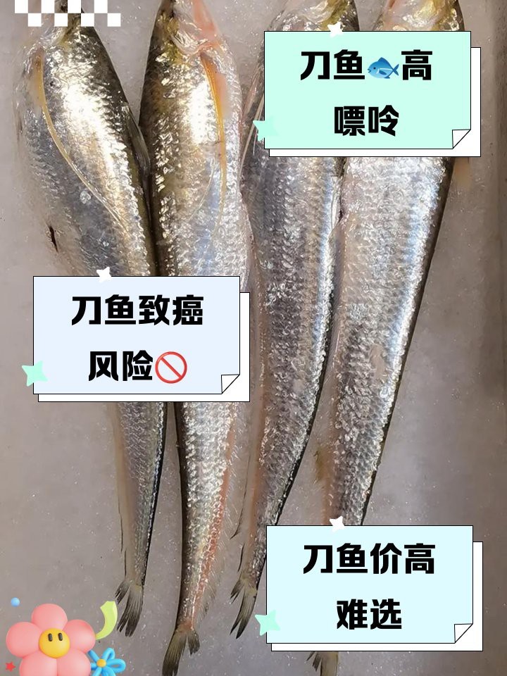 刀魚的毒性有多強【刀魚毒性如何區分？】