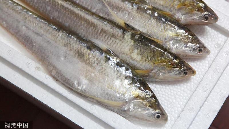 刀魚的毒性有多強【刀魚毒性如何區分？】