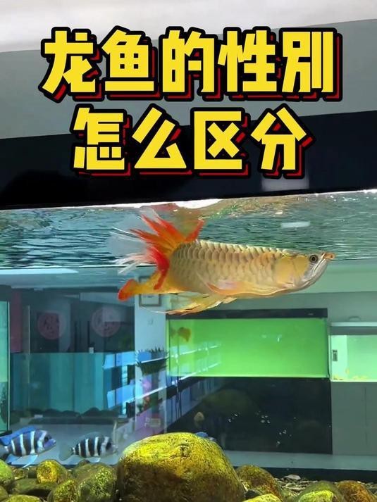 紅龍魚怎么分辨公母【養魚大全公龍母龍區別自然拾貝,紅龍魚公母區分圖解寵物多多吖】
