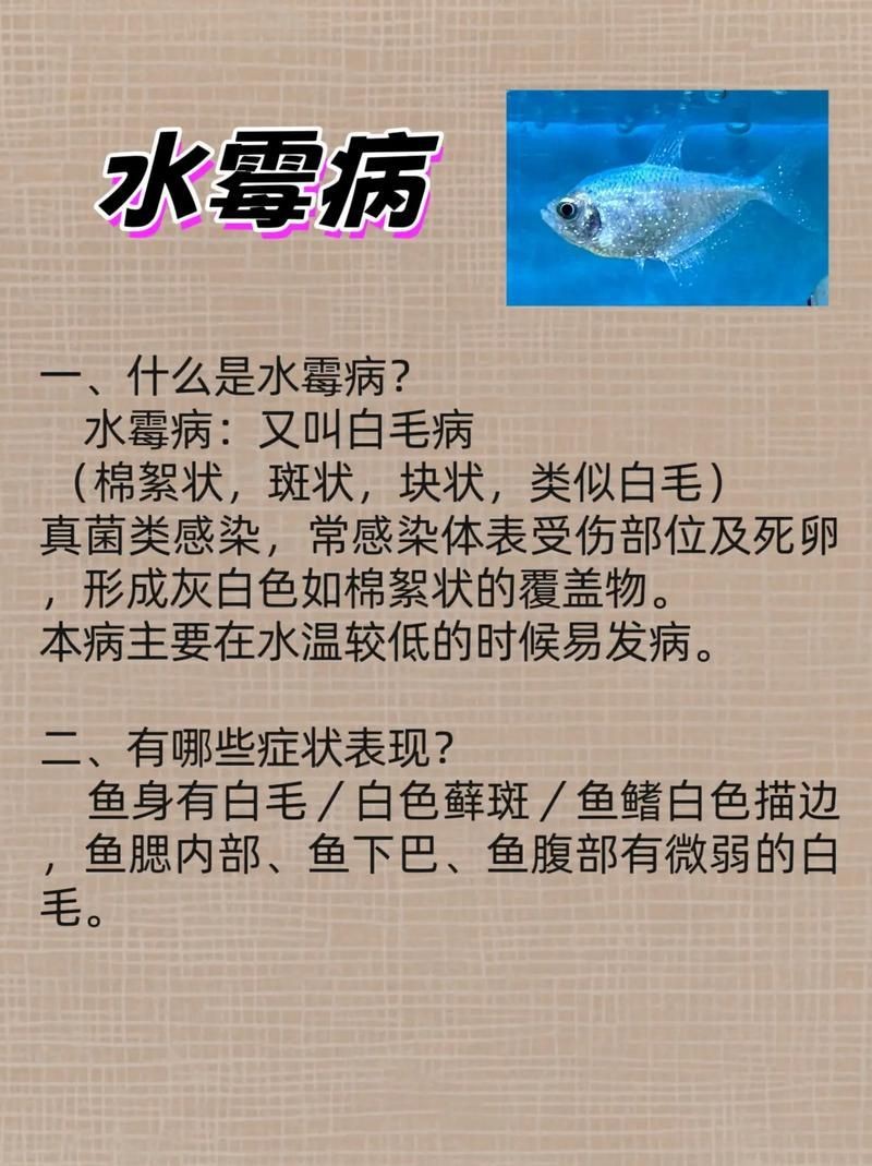 龍魚體表細菌感染圖解【關于龍魚體表細菌感染的詳細圖解】